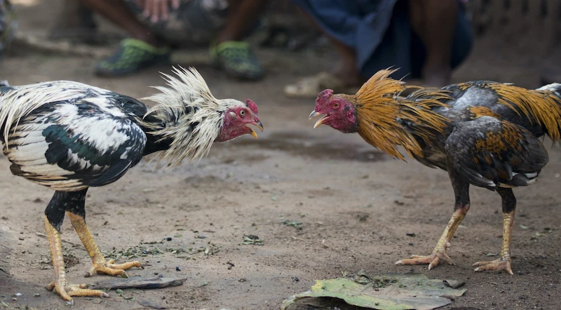 Forms of Live Cockfighting